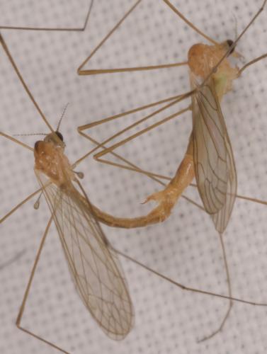 Réf. 347 563 : Dicranomyia modesta